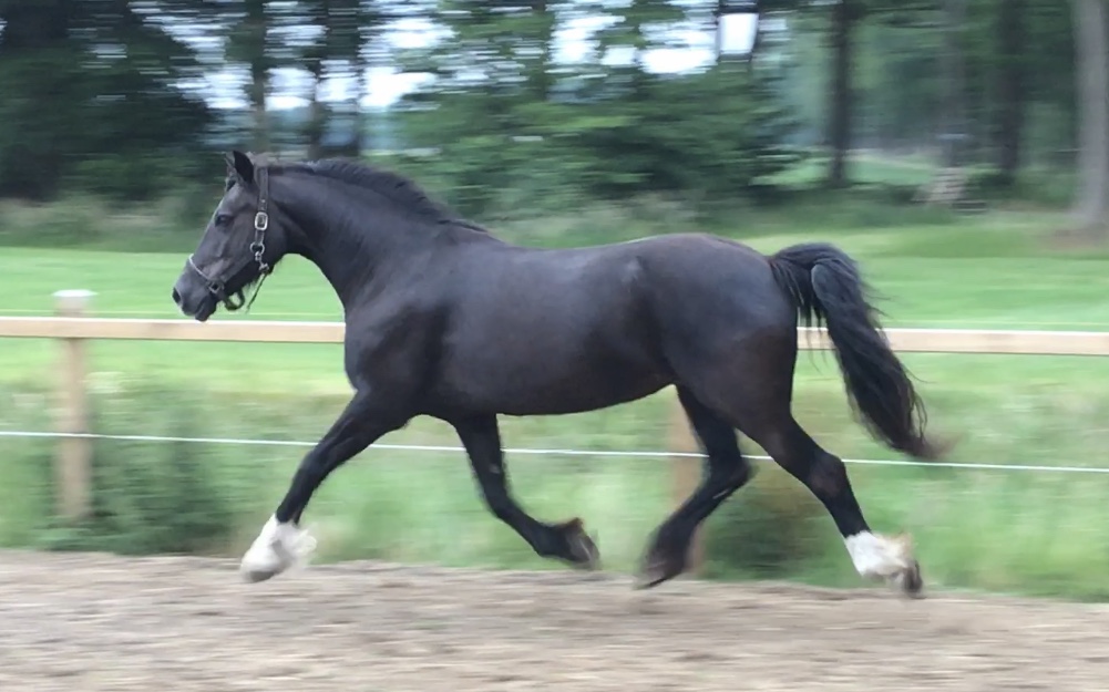 Welsh Cob pony in beweging op het weiland