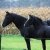 Ceres_Lady_Xaviera