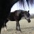 Welsh Cob Babe - Winter_februari_2012