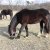 Welsh Cob Babe - Winter_februari_2012