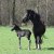 Welsh Cob Babe - Ceres Lord Zorro - Zorro_in_de_wei