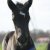 Welsh Cob Babe - Ceres Lord Zorro - Zorro_in_de_wei