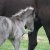 Welsh_Cob_Eluned - Welsh_Cob_Ceres_Lord_Zilver